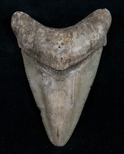 Light Colored Megalodon Tooth - Serrated #10980